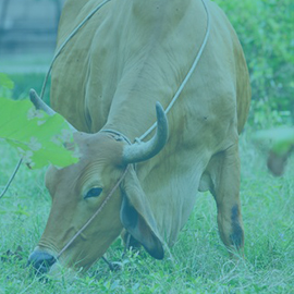 Ruminant
