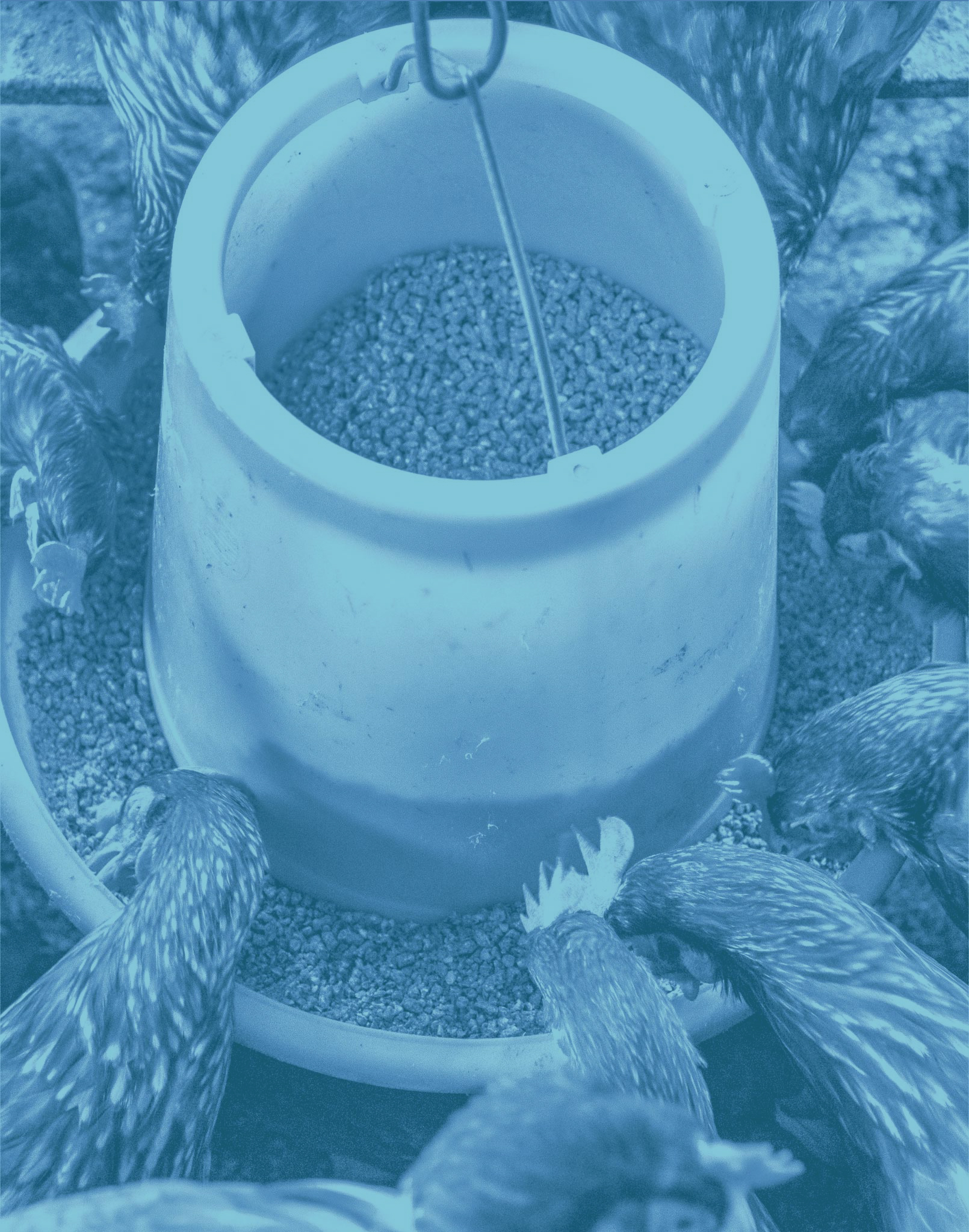 Feed Additives