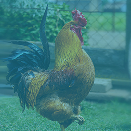 Poultry