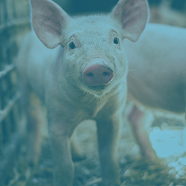 Swine